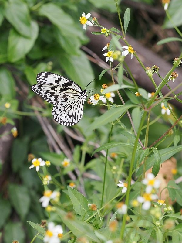 沖縄県八重山 オオゴマダラ・ヒメアサギマダラ